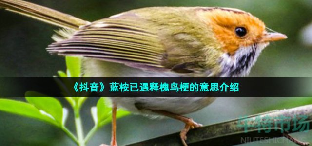 蓝桉已遇释槐鸟什么意思