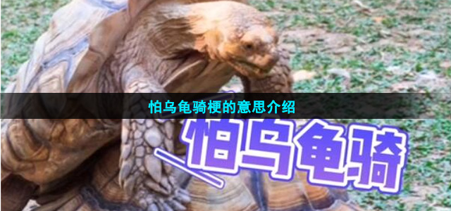 怕乌龟骑是什么梗(怕乌龟骑梗的意思介绍)