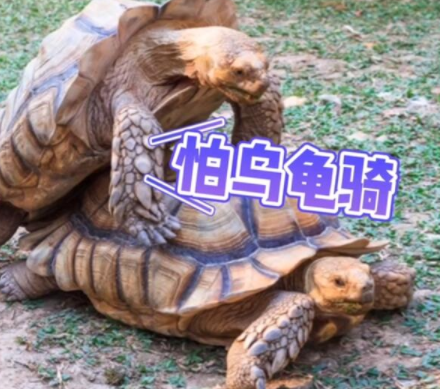 怕乌龟骑是什么梗