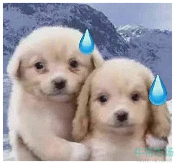 我的母语是无语表情包