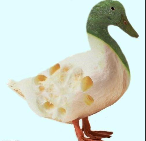 西噶鸭子表情包有哪些
