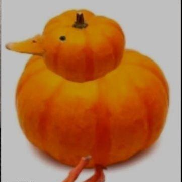 西噶鸭子表情包有哪些