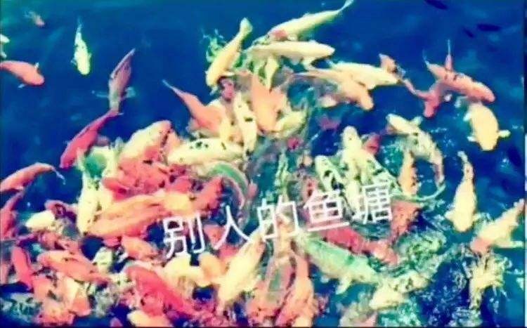 我像只鱼儿在你的鱼塘表情包有哪些