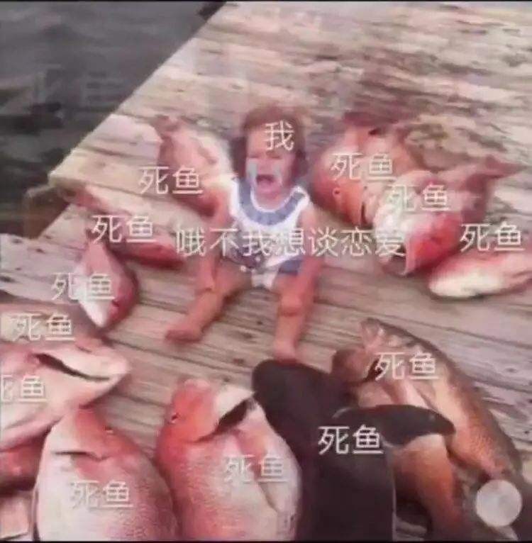 我像只鱼儿在你的鱼塘表情包有哪些
