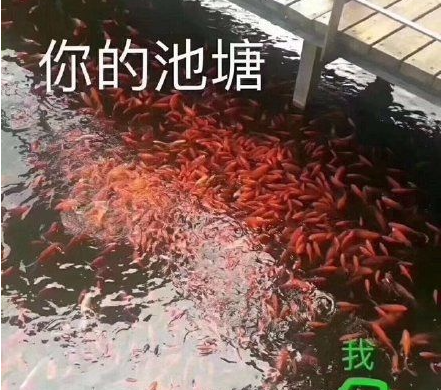 我像只鱼儿在你的鱼塘表情包有哪些