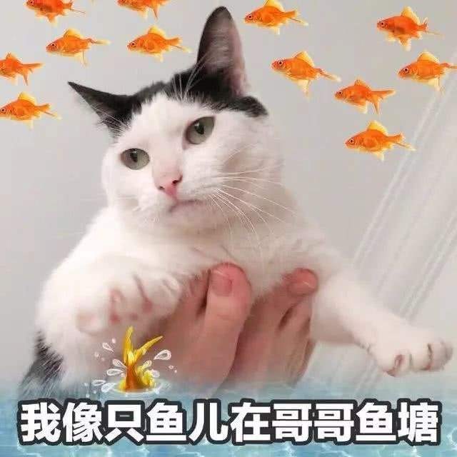 我像只鱼儿在你的鱼塘表情包有哪些